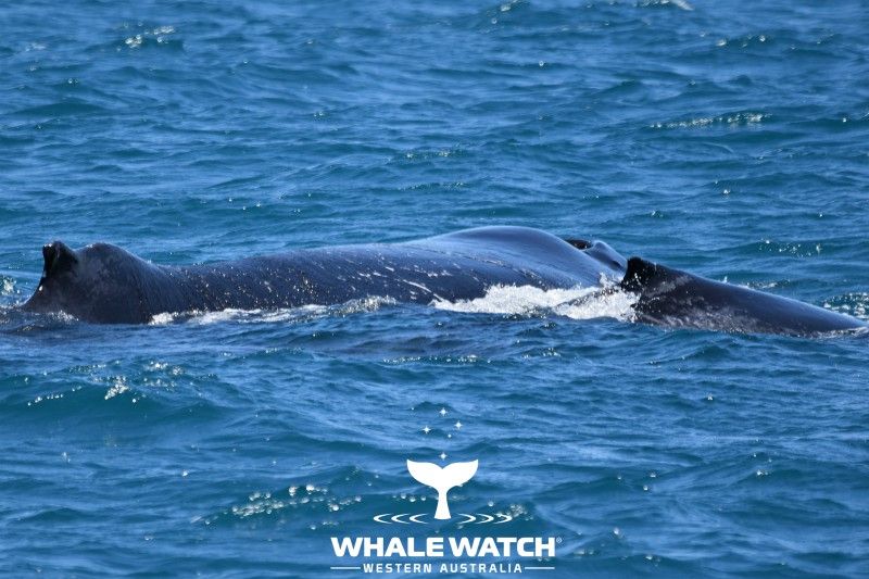 Perths-Whale-Watching-Season-Whale-Watch-Western-Australia-1
