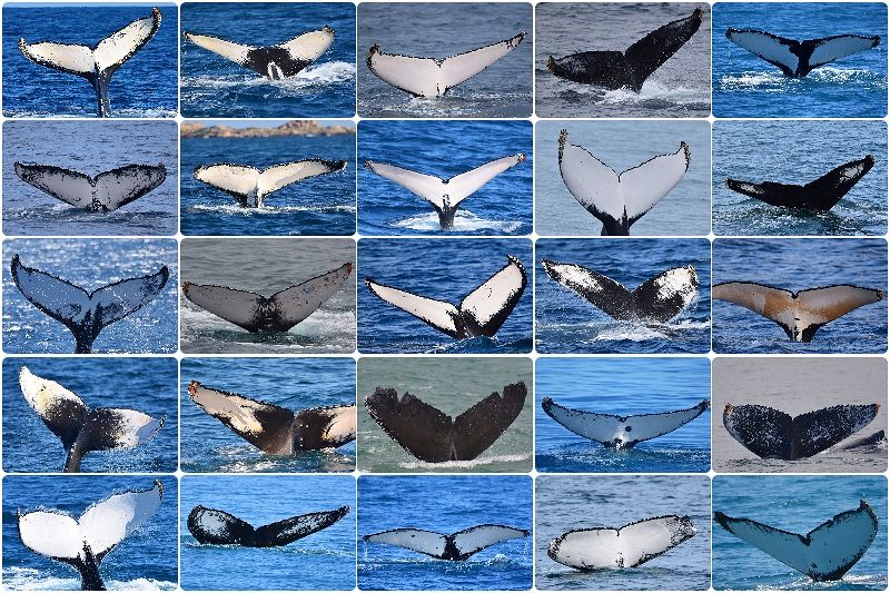 How To Identify Humpback Whales