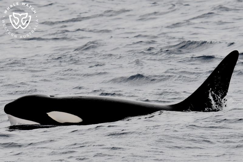 Bremer Bay Orca Chalky Whale Watch Western Australia