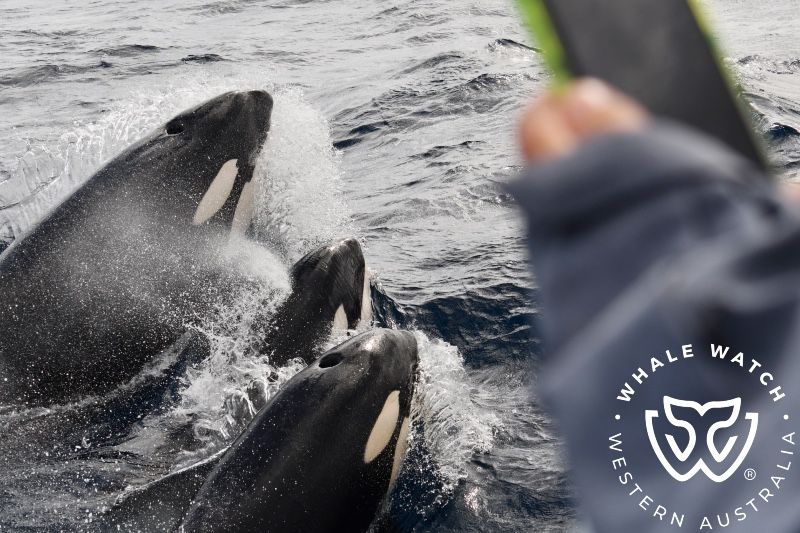 Bremer Bay Orca Tours Finale 2024 Whale Watch Western Australia